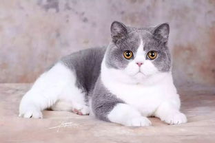 《燕云十六声》醉花阴猫咪寻踪术：独家猫戏收集秘籍