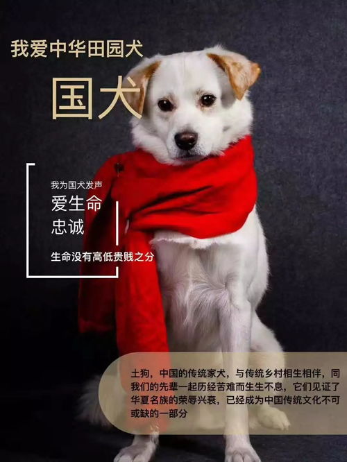 《华夏千秋灵犬阁寻犬秘籍：独家攻略大揭秘》