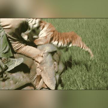 上古卷轴5虎人攻略：深度解析老虎人玩法技巧
