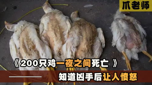 《愤怒死亡兔子》偷拍事件：揭秘游戏惊悚真相！