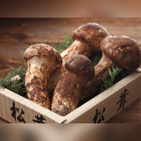 《星露谷物语》养猪松露流攻略：高效赚钱新玩法