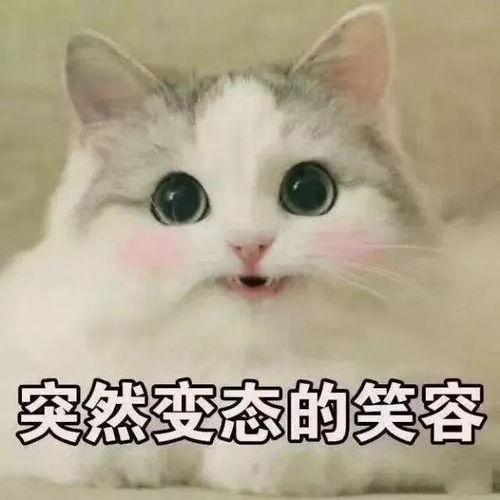 《燕云十六声》不羡仙猫咪全收集攻略，隐藏猫猫位置揭秘