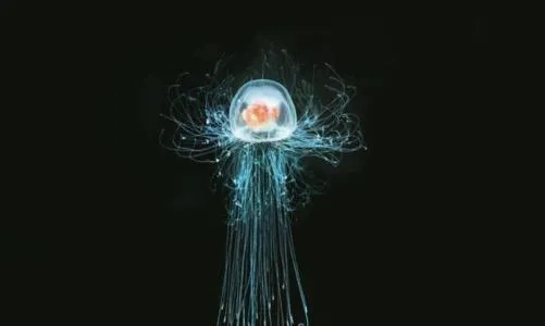 《切尔诺贝利之心：揭秘灵水母超自然体诞生之谜》