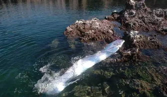 《水鬼》Demo版深度体验：揭秘神秘水下世界