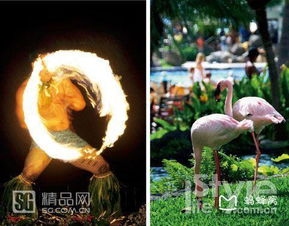 《心动小镇》揭秘：小火烈鸟藏身之谜！