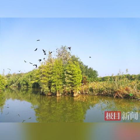 《心动小镇白斑尾梳蜂攻略：捕捉秘境揭秘》