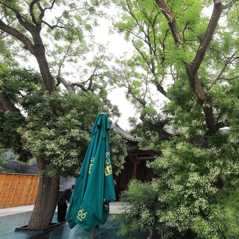 《心动小镇园艺秘籍：轻松种出绝美花朵》