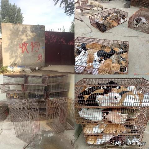 《动物井5猫咪解救秘籍:解锁猫咪密码攻略》 《动物井5猫咪解救秘籍:解锁猫咪密码攻略》