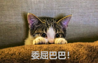 《猫咪都市探险记:揭秘小猫咪大城市的魅力》 《猫咪都市探险记:揭秘小猫咪大城市的魅力》