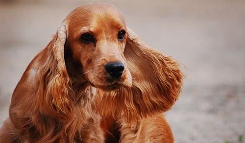 《艾尔登法环》猎犬长牙获取攻略：隐藏位置大揭秘