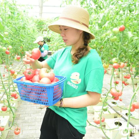 《星空农场攻略：温室种植与畜牧养殖全解析》