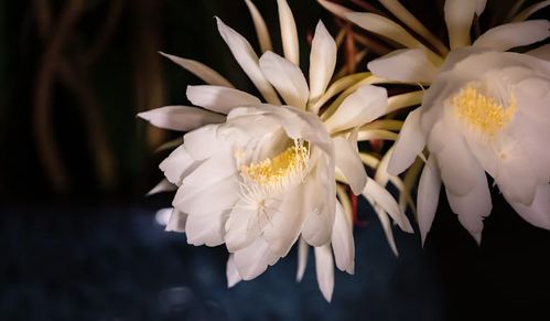 1. 忧昙花藏匿之地:揭秘《原神》3.6版神秘花位
2. 《原神》3.6版独门秘境:探寻忧昙花隐藏点
3. 忧昙花绽放秘境:《原神》3.6版新花位大揭秘
4. 《原神》3.6版必看!忧昙花稀有位置全攻略
5. 探索《原神》3.6版未知领域:忧昙花花位分布图
6. 忧昙花新发现:《原神》3.6版地图上这些地方有! 1. 忧昙花藏匿之地:揭秘《原神》3.6版神秘花位
2. 《原神》3.6版独门秘境:探寻忧昙花隐藏点
3. 忧昙花绽放秘境:《原神》3.6版新花位大揭秘
4. 《原神》3.6版必看!忧昙花稀有位置全攻略
5. 探索《原神》3.6版未知领域:忧昙花花位分布图
6. 忧昙花新发现:《原神》3.6版地图上这些地方有!