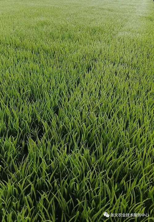 《莱莎3》种田攻略：揭秘超浓度种植技巧！
