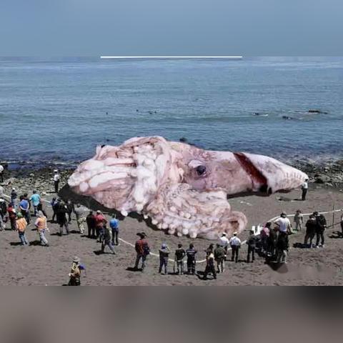 《死亡搁浅2》巨型章鱼无伤攻略：轻松击败巨鱿技巧揭秘