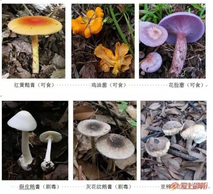 《PEAK》毒蘑菇识别攻略：轻松辨别，安全至上