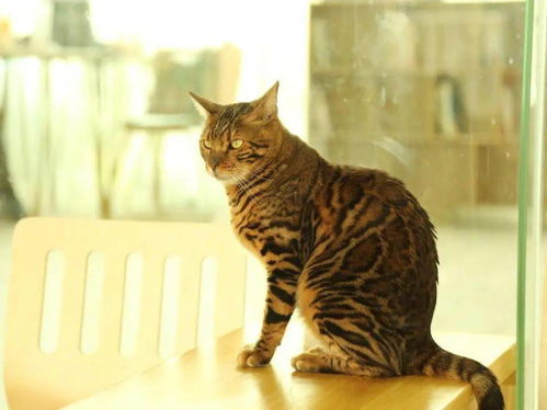 《剑星星刃》猫咪摄影展：隐藏猫咪位置大揭秘！