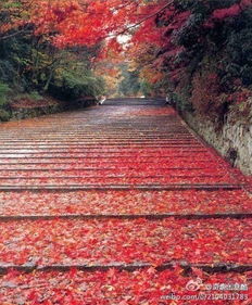 《剑星》拍照圣地：如梦如蝶美景攻略揭秘