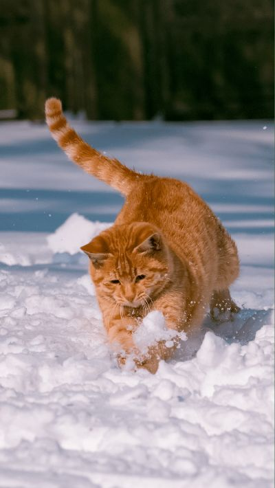 《剑星猫影秘境：猫咪拍照圣地大揭秘》