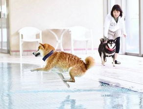 《线条小狗》夏日温泉大更新！萌宠疗愈88折享清凉