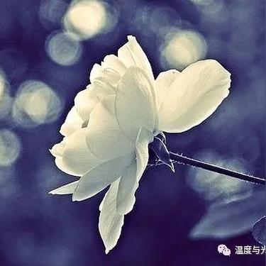《刺客信条影》季节转换攻略:轻松掌握季节切换技巧 《刺客信条影》季节转换攻略:轻松掌握季节切换技巧