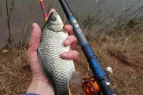 《荒野猎人》全鱼类钓点揭秘！钓技攻略大公开
