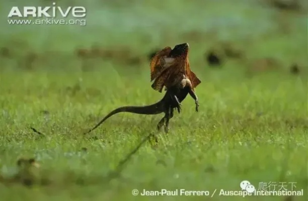 《荒野猎人火焰伞蜥：独家捕获攻略，快速上手！》