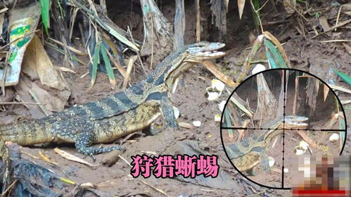 《荒野猎人》足迹蜥蜴捕获攻略：高效捕获技巧揭秘