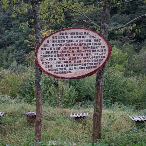《荒野猎人》蜂蜜蘑菇采集圣地，独家秘境曝光！