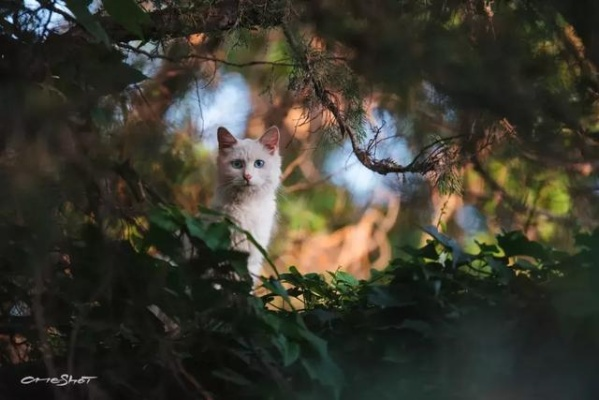 《剑星猫影秘境：摄影达人必打卡的猫咪圣地》