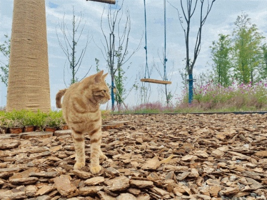 《剑星猫影秘境：摄影达人必打卡的猫咪圣地》