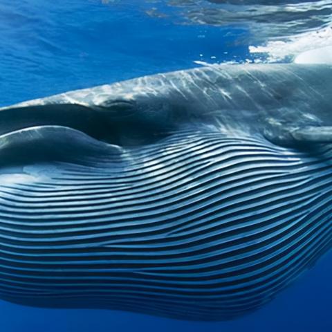 《死亡搁浅2》时间生物学家位置解锁攻略,等级提升奖励揭秘 《死亡搁浅2》时间生物学家位置解锁攻略,等级提升奖励揭秘