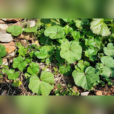 《饥荒四季食谱攻略+怪物战法详解》新手进阶必备