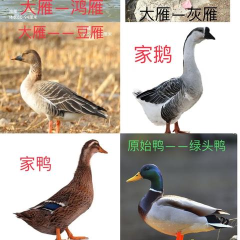 《鹅鸭杀》术语速查：新手必看核心词汇揭秘