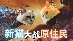 WLK火猫变绿猫真相揭秘:怀旧服大揭秘! WLK火猫变绿猫真相揭秘:怀旧服大揭秘!