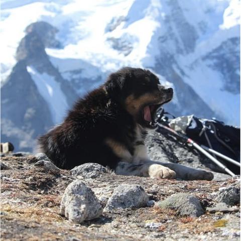 《PEAK》8月11日更新：好评如潮，登山游戏新巅峰！